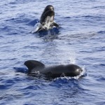 Calderón común en el Mediterráneo