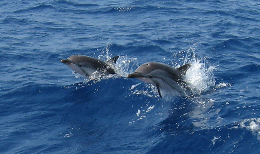 Navegando entre delfines