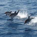 delfines en Mazarron