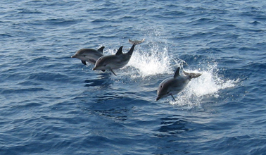 delfines en Mazarron