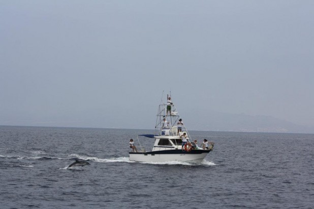 Rutas de Tierra y Mar - Observación de mamiferos marinos en la Región de Murcia