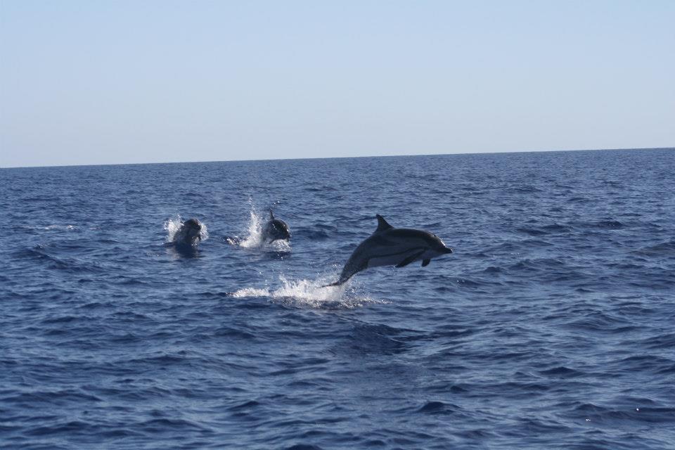 Rutas de Tierra y Mar - Avistamiento de cetáceos en la Región de Murcia