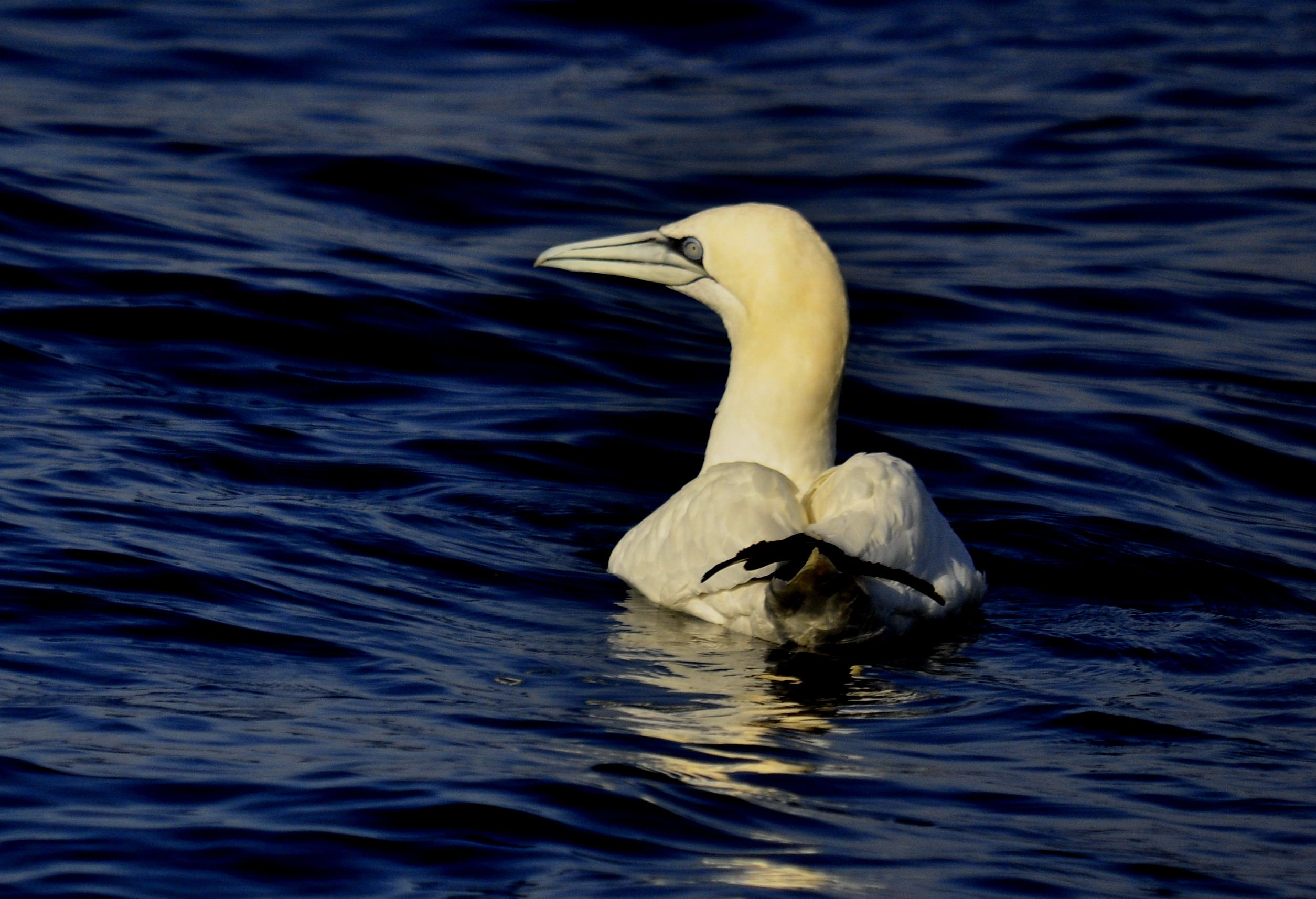 Aves en Murcia