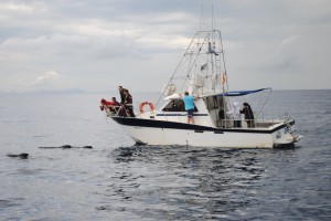 Ver delfines en Mazarron