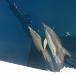 navegar entre delfines