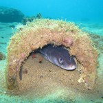 Snorkel, viendo peces