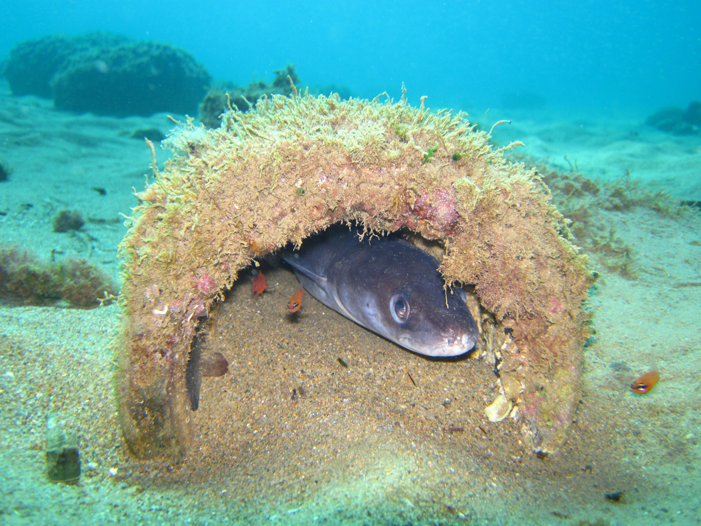 Snorkel, viendo peces