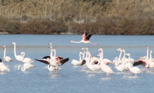 Flamencos