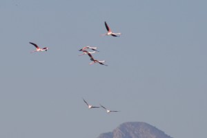 flamencos volando