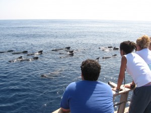navegar con delfines