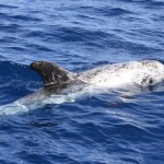 grampus griseus