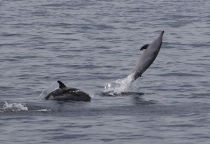 Ver Delfines