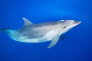 Delfin Mular