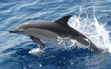 delfin comun salta