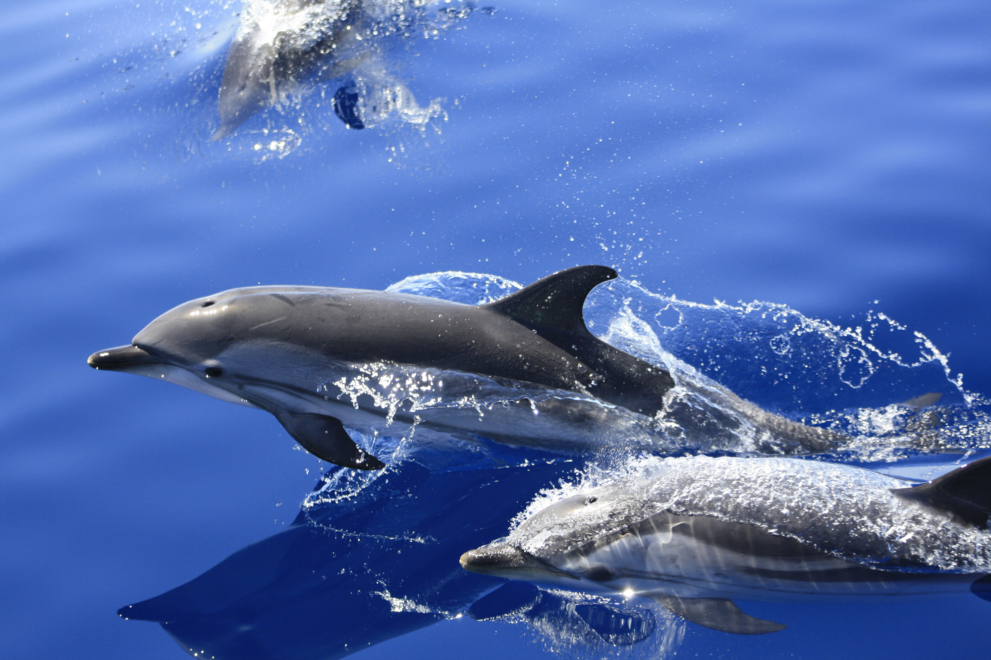 delfines en Mazarron