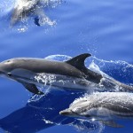 Delfines listados