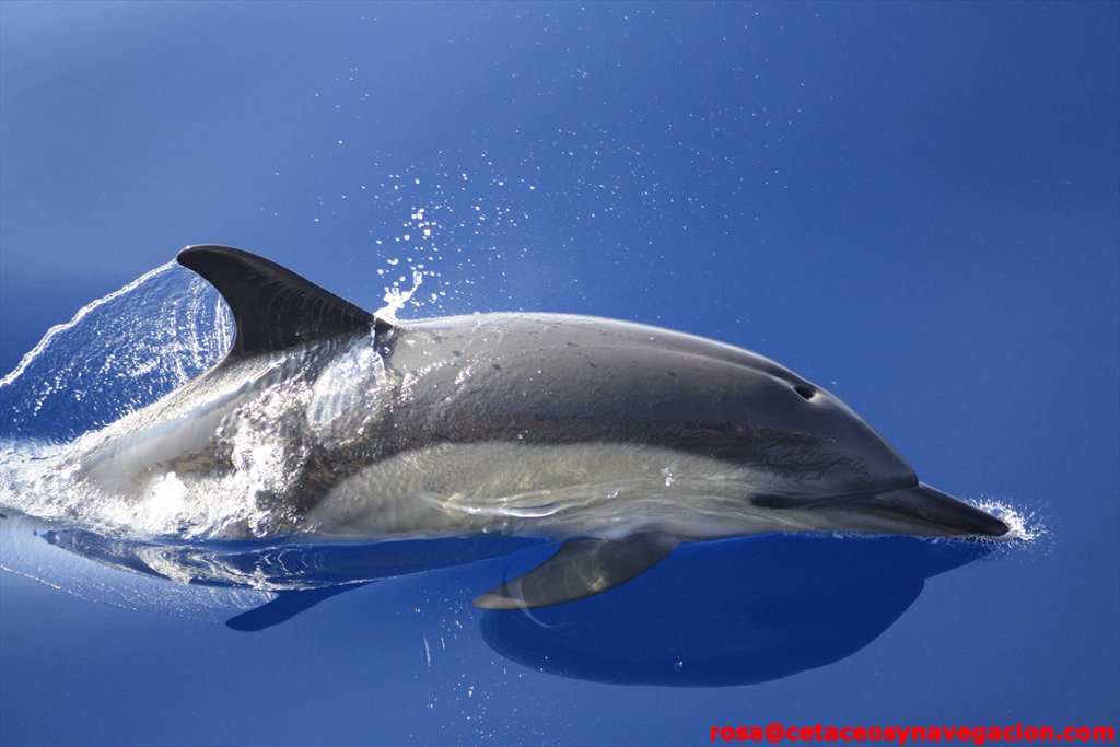 Delfín común en Murcia