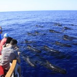 Photographing pilot whales