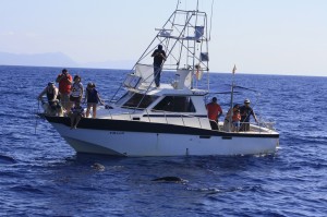 Barco para avistar cetaceos